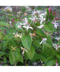 Chèvrefeuille du Japon Purpurea parfumé, plante grimpante, 4L