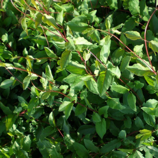 Chèvrefeuille du Japon Purpurea parfumé, plante grimpante, 4L