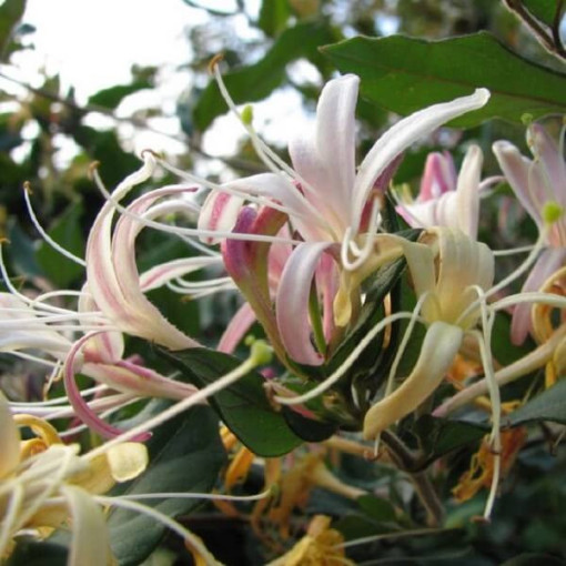 Chèvrefeuille du Japon Purpurea parfumé, plante grimpante, 4L