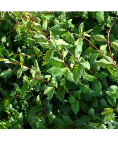 Chèvrefeuille du Japon Purpurea parfumé, plante grimpante, 2L