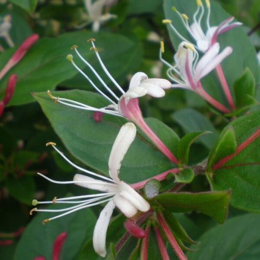 Chèvrefeuille japonais parfumé 'Purpurea' P9/C1