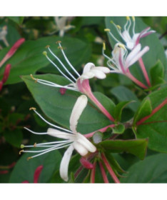 Chèvrefeuille japonais parfumé 'Purpurea' P9/C1