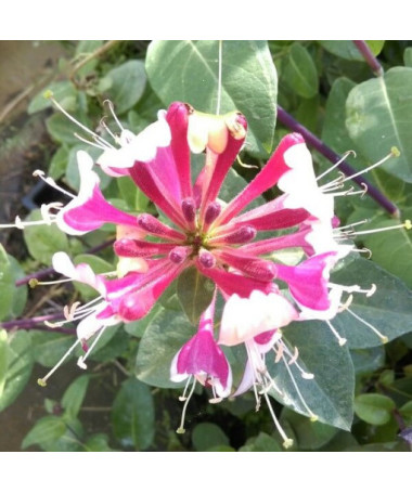 Chèvrefeuille de Heckrottii parfumé, plante grimpante, 4L