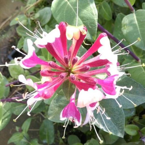 Chèvrefeuille de Heckrottii parfumé, plante grimpante, 4L