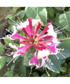 Chèvrefeuille de Heckrottii parfumé, plante grimpante, 4L