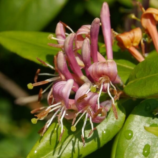 Chèvrefeuille de Heckrottii parfumé, plante grimpante, 4L