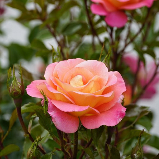 Rosier à grandes fleurs 'Bicolette' pot de 2L