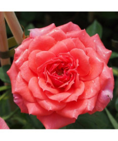 Rosier floribunda 'Kimono', pot de 2L