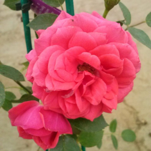 Rosier floribunda 'Kimono', pot de 2L