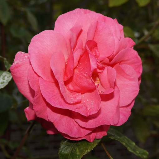 Rosier floribunda 'Kimono', pot de 2L