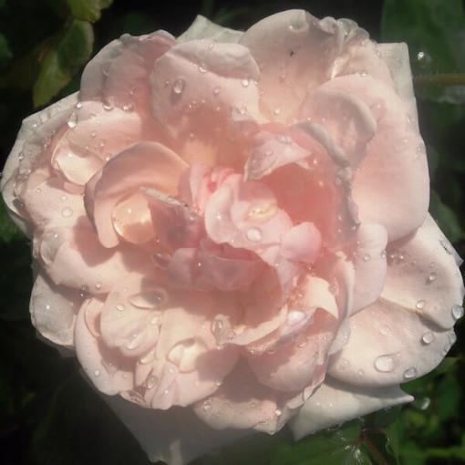 Rosier grimpant 'New Dawn' pot, 2L