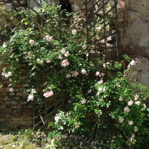 Rosier grimpant 'New Dawn' pot, 2L