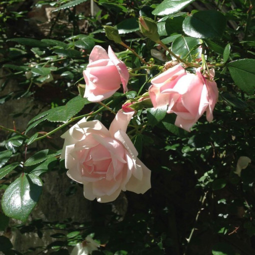 Rosier grimpant 'New Dawn' pot, 2L