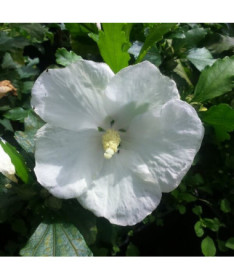 Hibiscus de Syrie (Hibiscus) 'William R. Smith', 2L