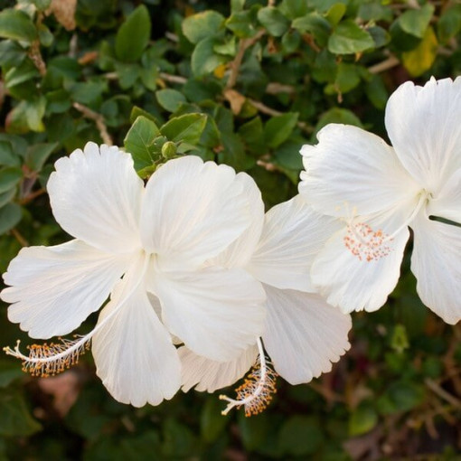 Hibiscus de Syrie (Hibiscus) 'William R. Smith', 2L