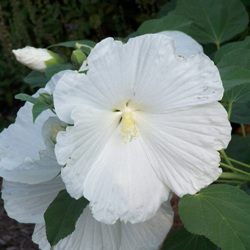 Hibiscus de Syrie (Hibiscus) 'William R. Smith', 2L
