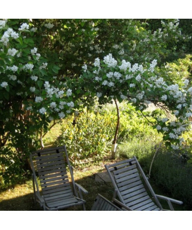 Seringat (Philadelphus coronarius) blanc parfumé, 2L