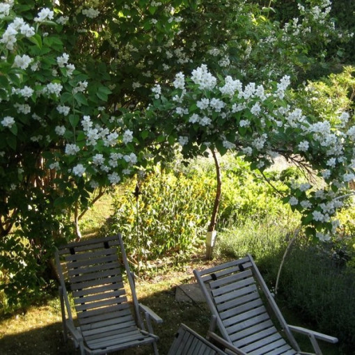 Seringat (Philadelphus coronarius) blanc parfumé, 2L