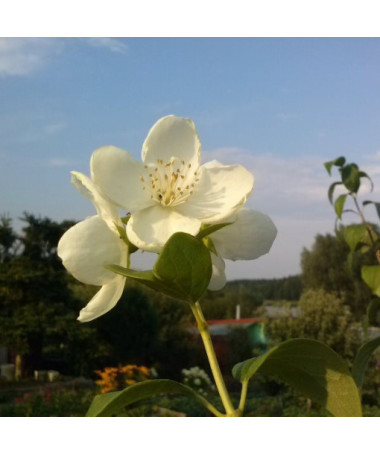 Seringat blanc parfumé (Philadelphus coronarius)