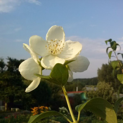 Seringat blanc parfumé (Philadelphus coronarius)
