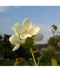 Seringat blanc parfumé (Philadelphus coronarius)