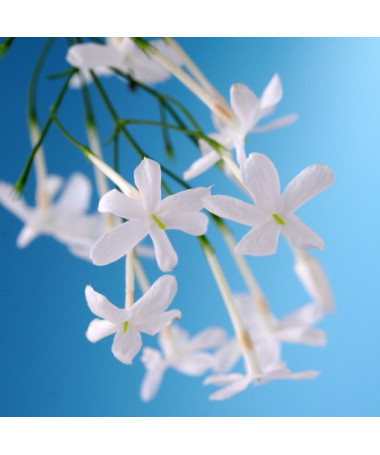 Jasmin Fleuri en pot, 2L