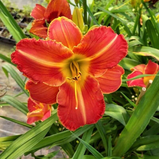 Hémérocalle Red East en pot de 2L.