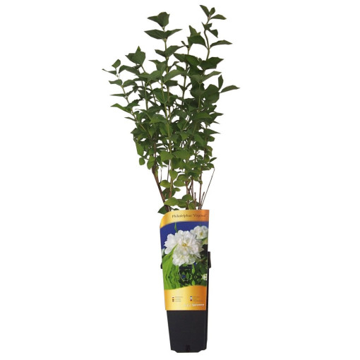 Seringat blanc parfumé (Philadelphus coronarius)