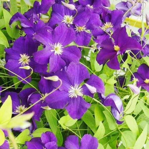 Clématite 'Viola' (à grandes fleurs) pot de 4L
