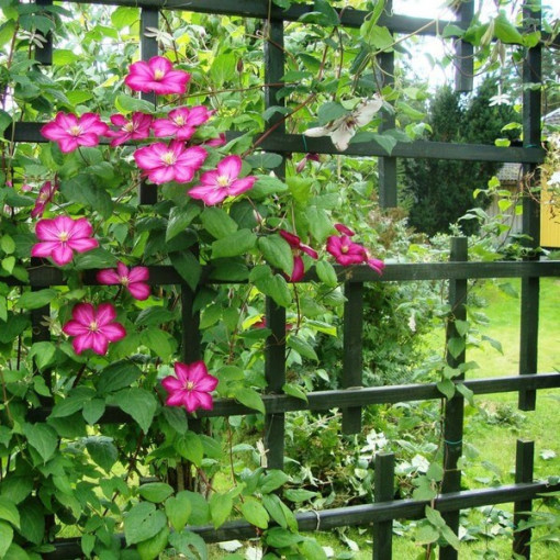 Clématite 'Ville de Lyon' pot de 2L