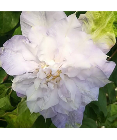 Clématite 'Veronica's Choice' (à grandes fleurs, double) pot de 4 litres