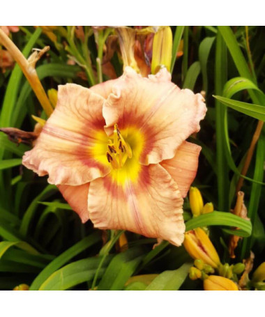 Hémérocalle Bright Dawn, pot 2L