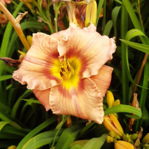 Hémérocalle Bright Dawn, pot 2L