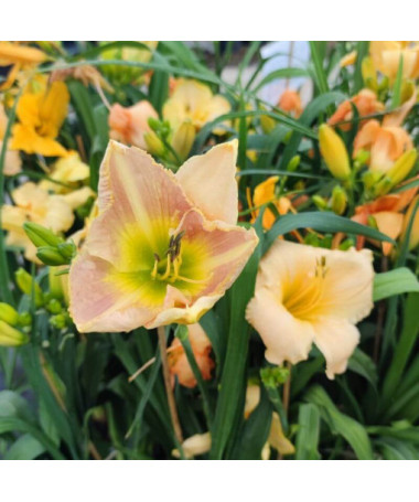 Hémérocalle Bright Dawn, pot 2L