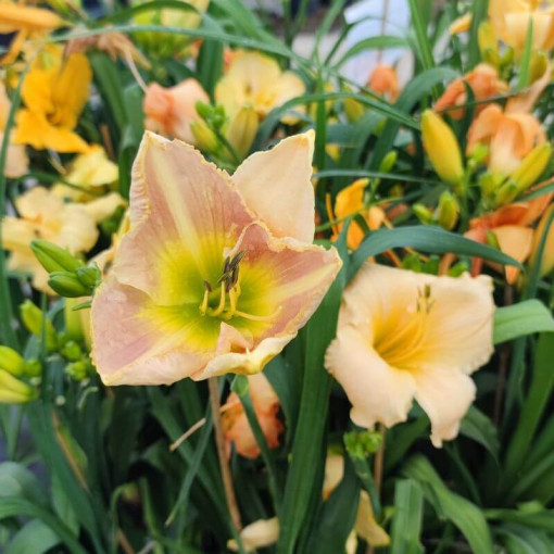 Hémérocalle Bright Dawn, pot 2L