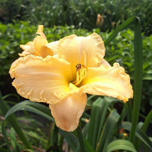 Hémérocalle Bright Dawn, pot 2L
