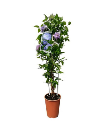Clématite 'Teshio' (grandes fleurs, double) pot de 4 L