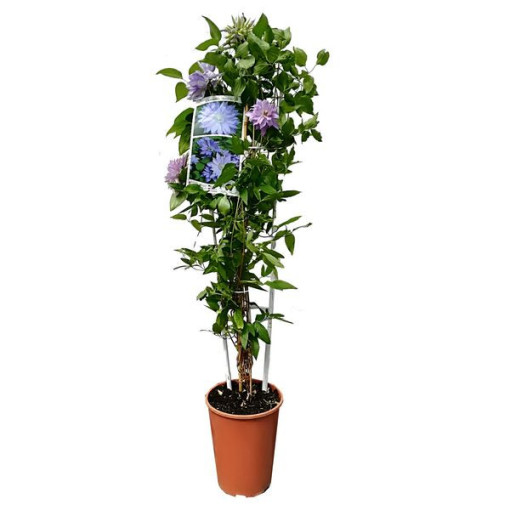 Clématite 'Teshio' (grandes fleurs, double) pot de 4 L
