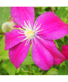 Clematis Sunset (à grandes fleurs) pot 4 L