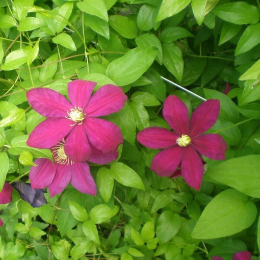Clematis Sunset (à grandes fleurs) pot 4 L