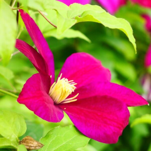 Clematis Sunset (à grandes fleurs) pot 4 L