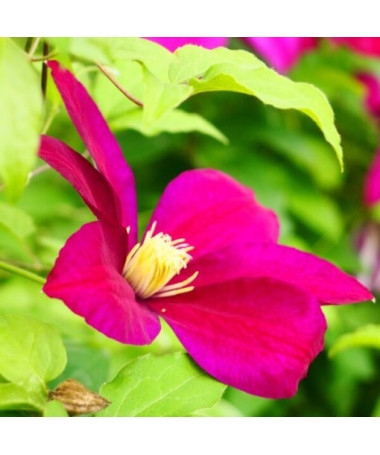 Clematis Sunset (à grandes fleurs) pot 2l