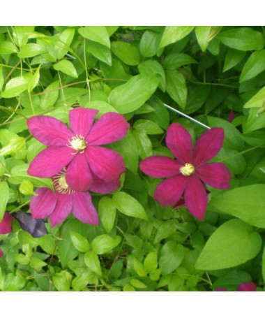 Clematis Sunset (à grandes fleurs) pot 2l