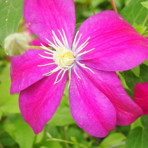 Clematis Sunset (à grandes fleurs) pot 2l