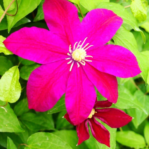 Clematis Sunset (à grandes fleurs) pot 2l
