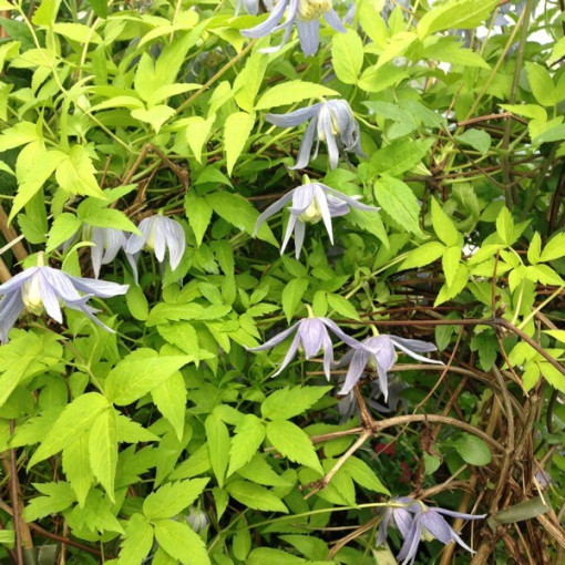 Clematis Stolwijk Gold pot 2 L