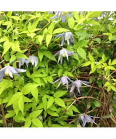 Clematis Stolwijk Gold pot 2 L