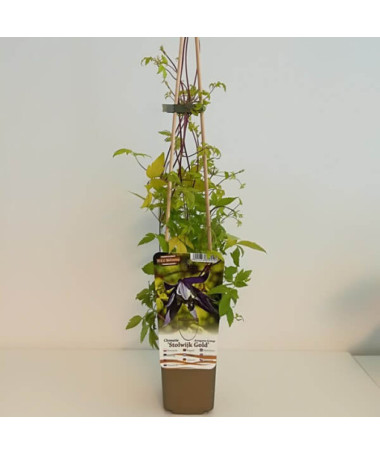 Clematis Stolwijk Gold pot 2 L