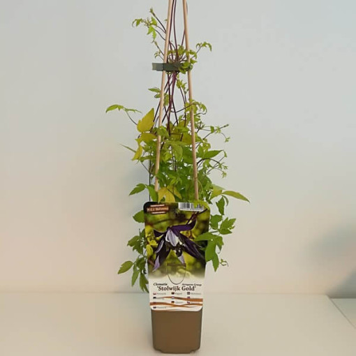 Clematis Stolwijk Gold pot 2 L