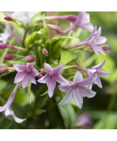 Jasmin de Stephan, pot 4L